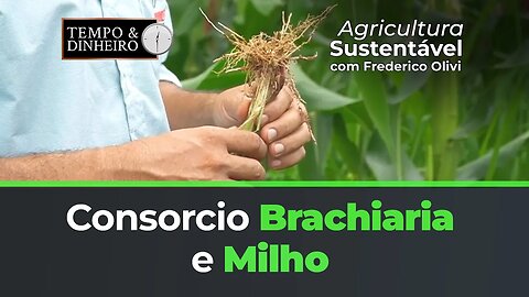 Consorcio Brachiaria e Milho