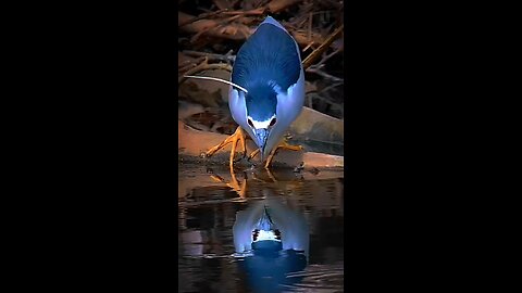 Black-crowned Night Heron Fact!