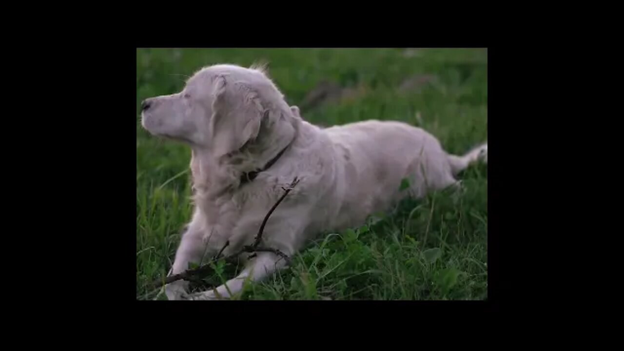 Super Funny Dog Videos