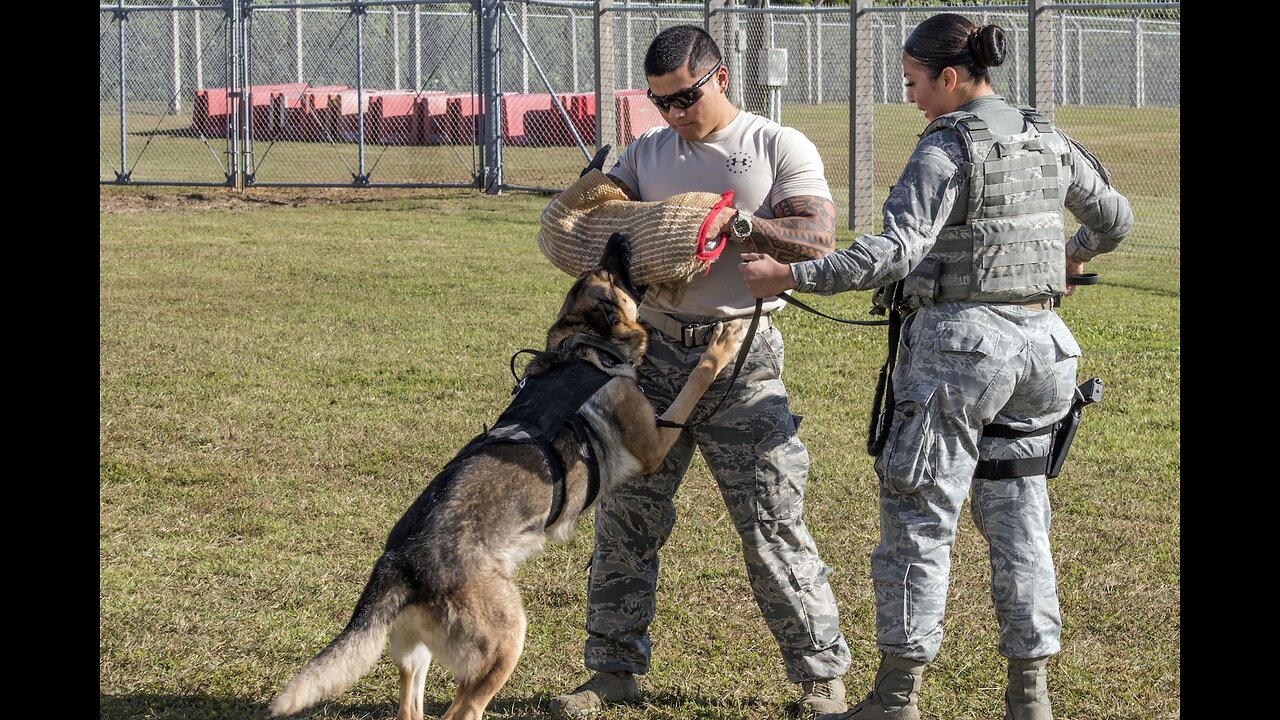 Watch U.S. and Philippine Military Dogs Take Part in Epic Training Exercise!