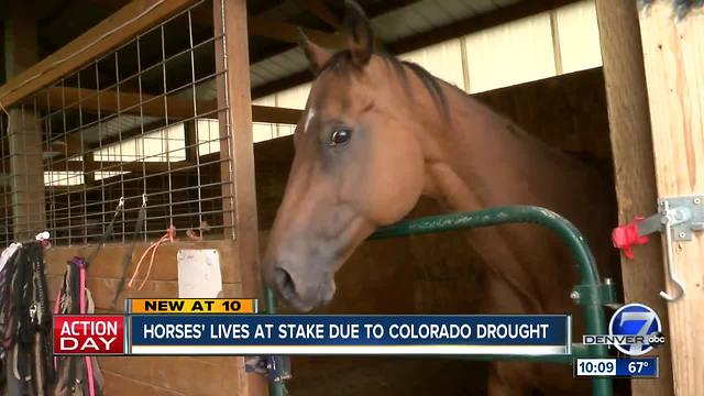 Doubled hay prices leading to more slaughtered horses, rescues fear