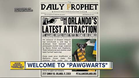 Pawgwarts: Florida pet shelter shorting animals by Harry Potter houses