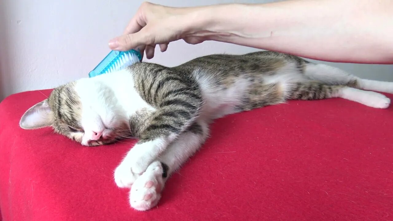 It Is Brushing Time for the Cat