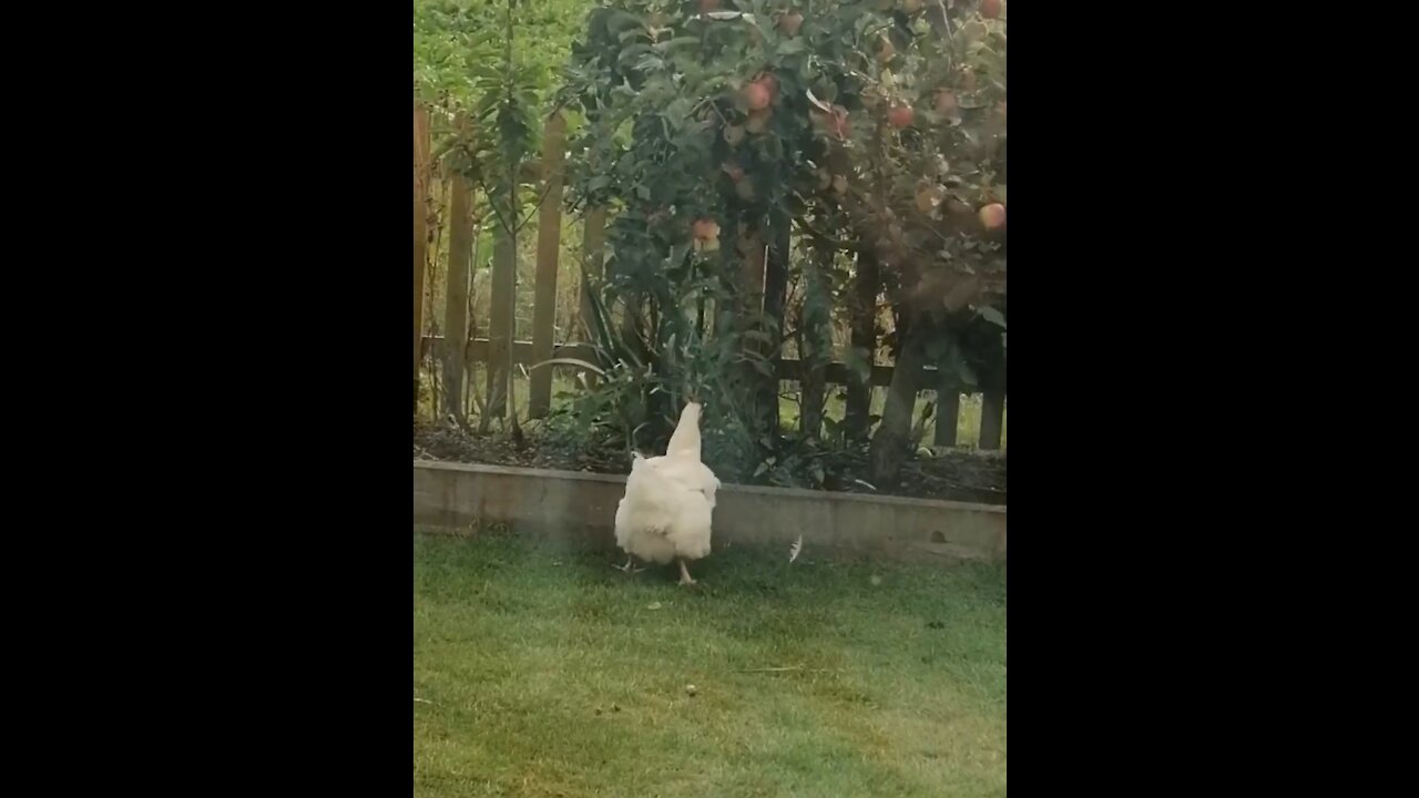 A chicken catches an apple