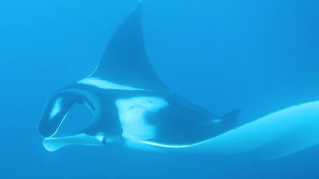 Let's play hide and seek with a Manta Ray