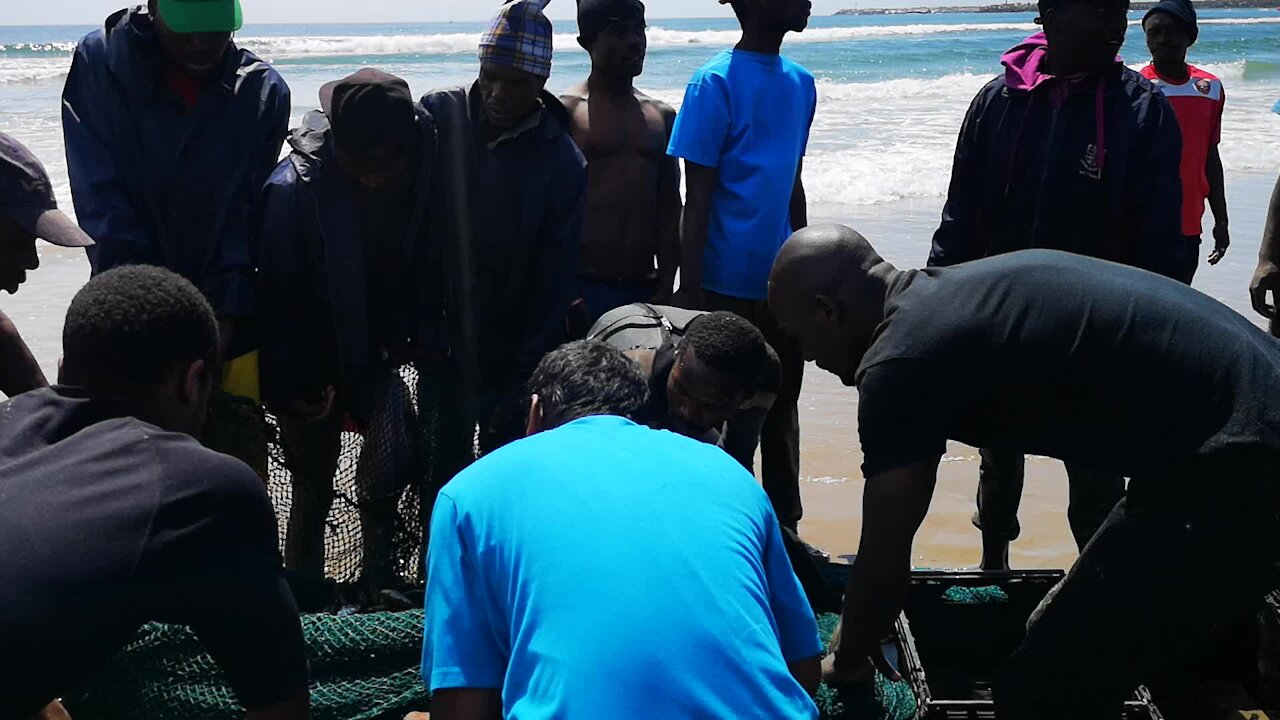 SOUTH AFRICA - Durban - Frenzy of sardine netting off Durban uShaka beach (Video) (Zwa)