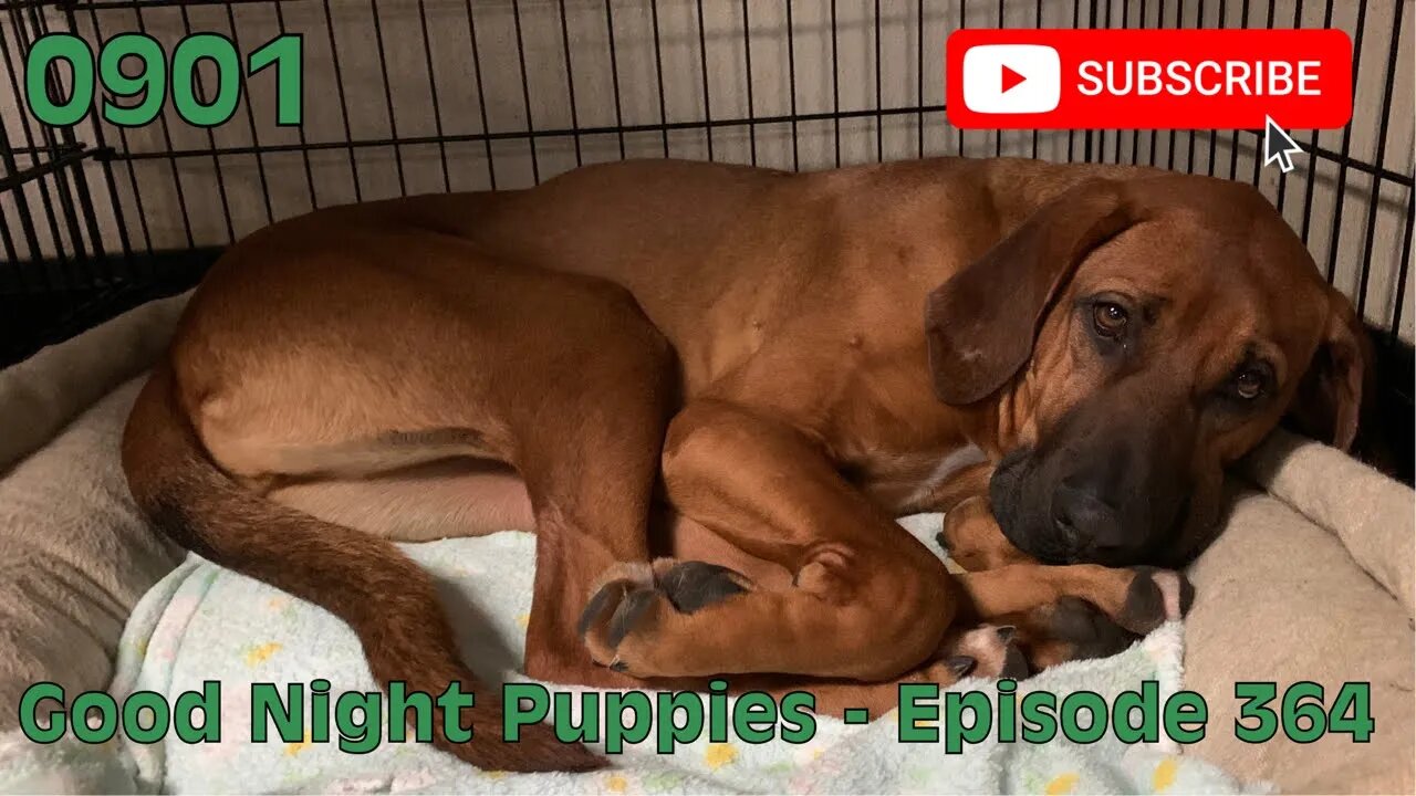 [0901] GOOD NIGHT PUPPIES - EPISODE 364 [#dogs #doggos #doggos #puppies #dogdaycare]