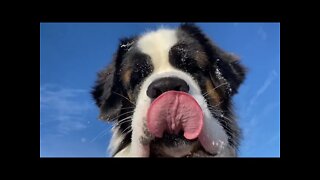 St Bernard dropping snow on me