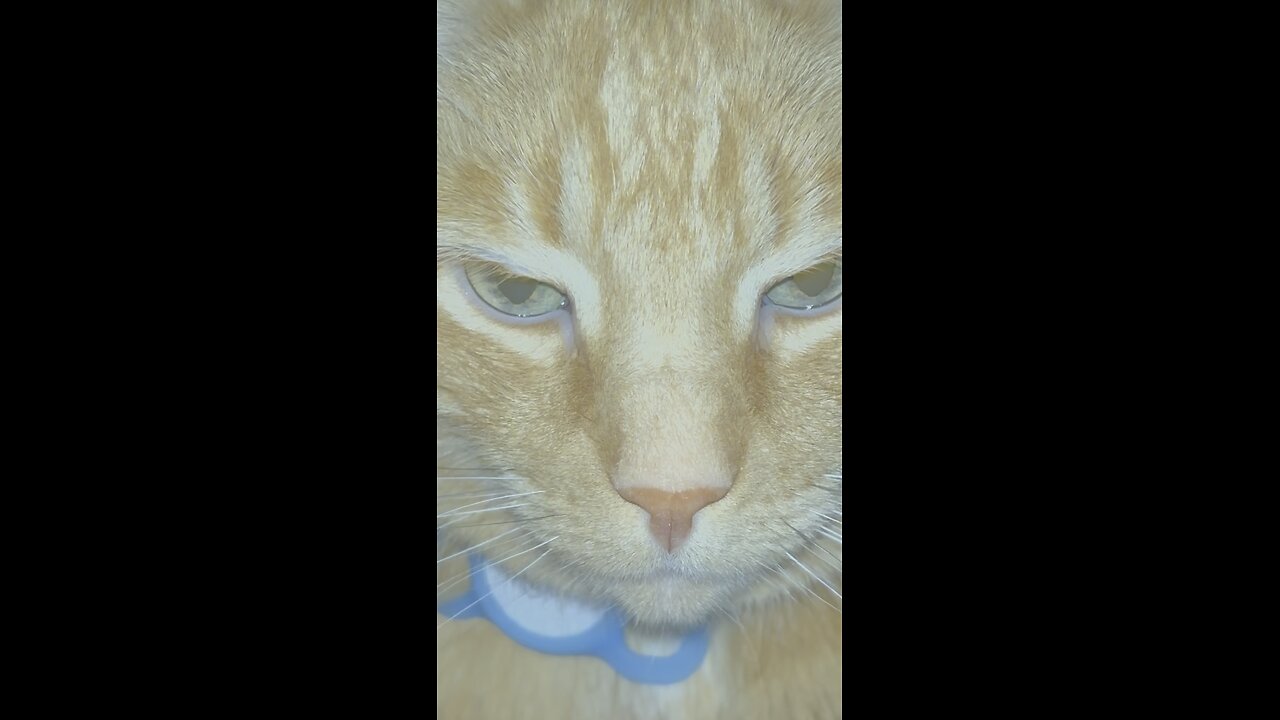 Up close and pussonal