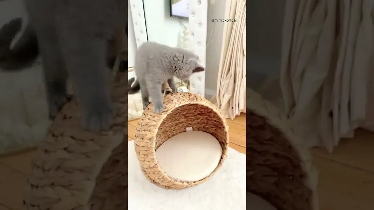 Mimicko kitten is playing and looking in the mirror