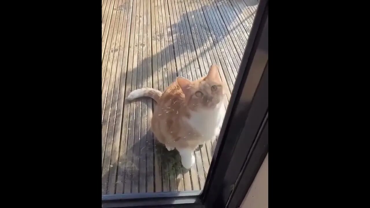 Cute kitty pretending to be hurt for house entry