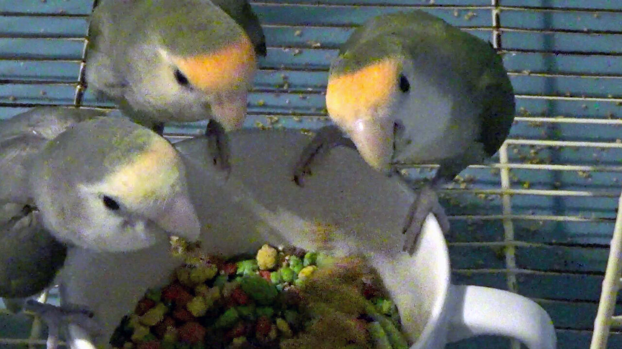 IECV PBV #129 - 👀 Kiwi, Pearl, And Daisy Eating Millet In The Cage🐤🐤🐤 12-24-2020