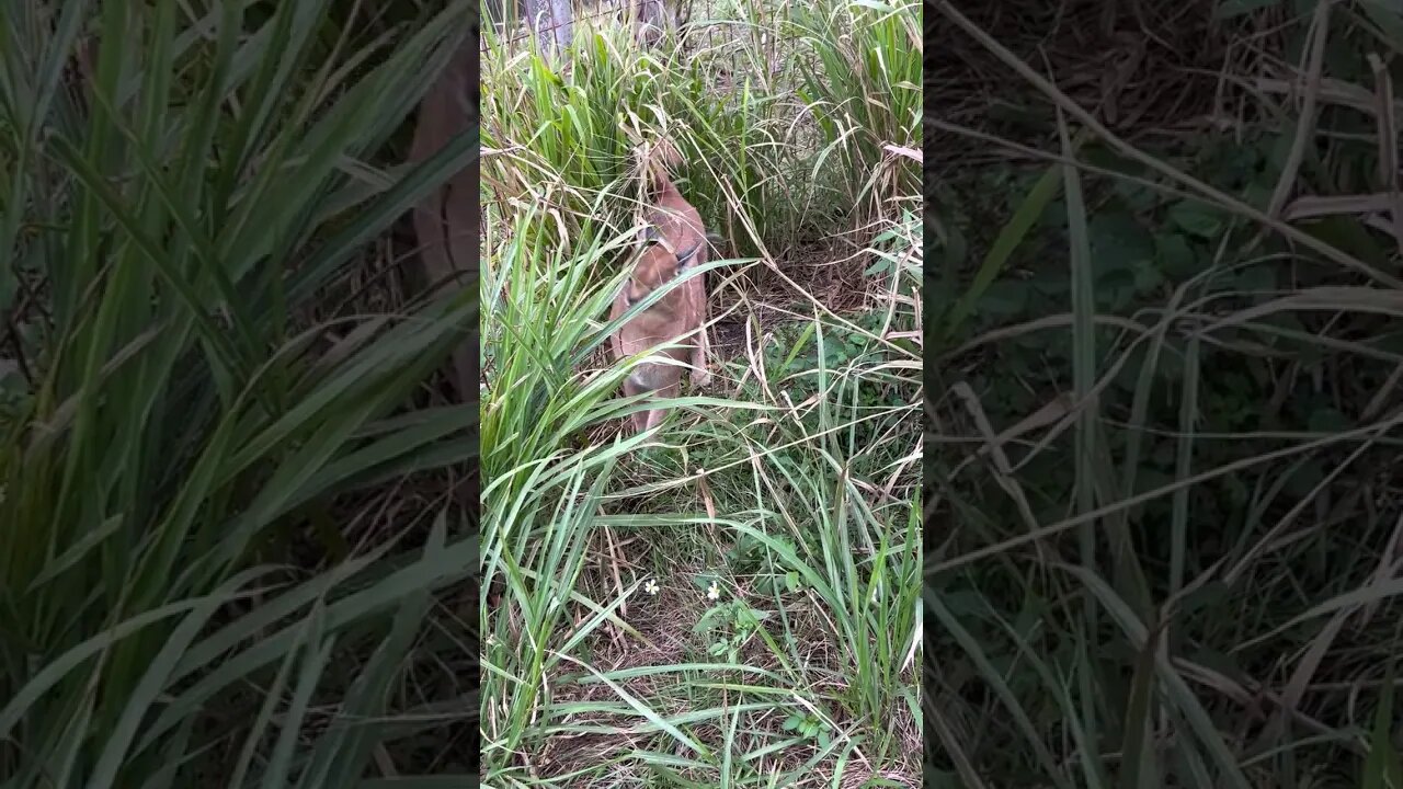 Cyrus Caracal playing in his tall grass area