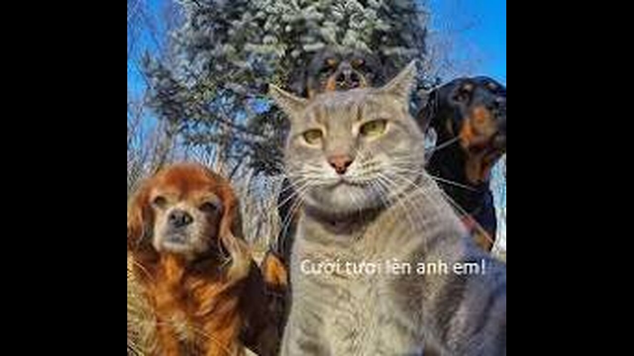 Funny animal videos 2023 - Funny cats/dogs - Funny animals Part71/Haypyy Pett
