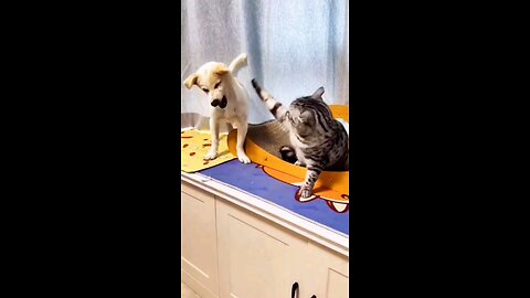 funny animals