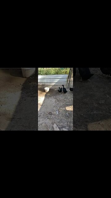 Good Morning Cayuga Ducks