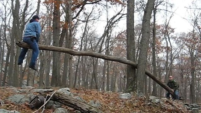 13 Trees Who Took Revenge