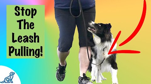 Teach ANY dog to walk nice on the leash | 5 Minute Tutorial Results!