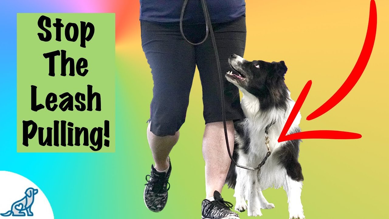 Teach ANY dog to walk nice on the leash | 5 Minute Tutorial Results!