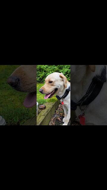 This Dog Runs on #Dunkin Literally. #Shorts