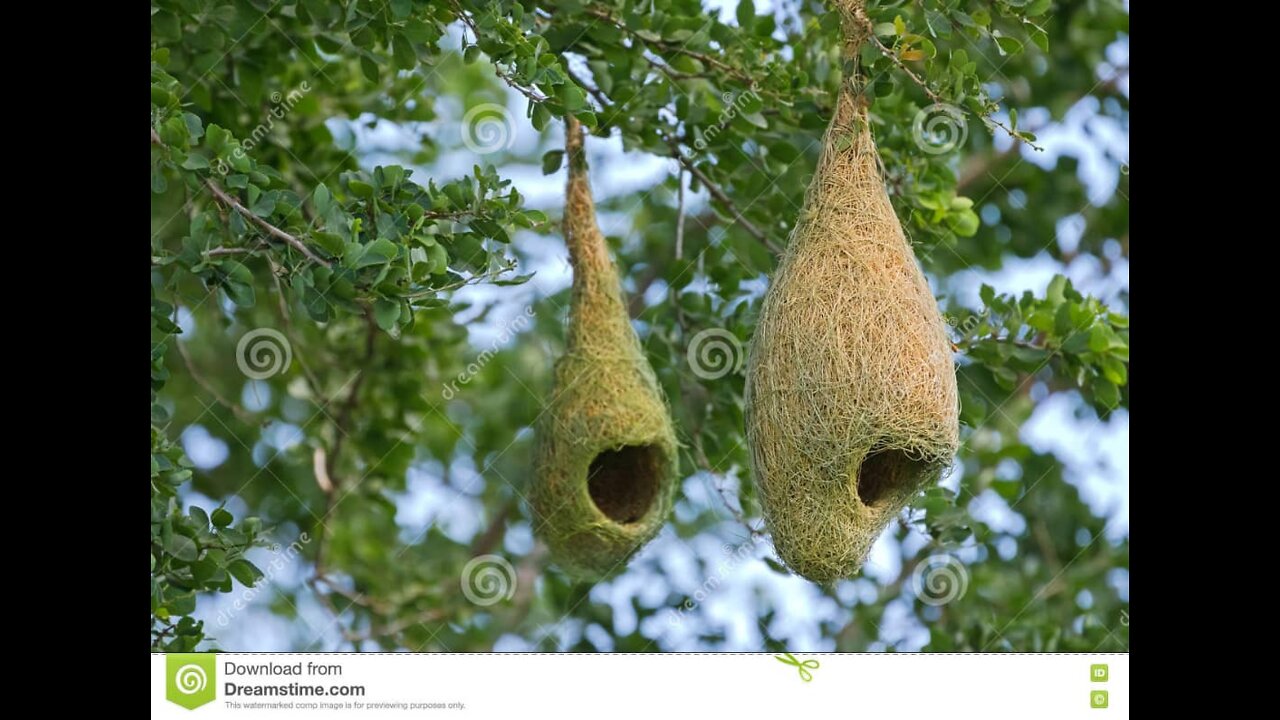 WEAVER BIRD NEST.