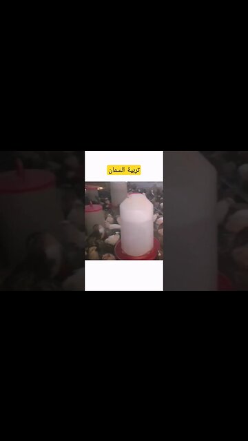 تربية طيور السمان البلدي كيوت روعة