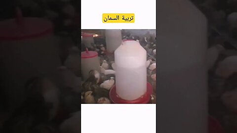 تربية طيور السمان البلدي كيوت روعة