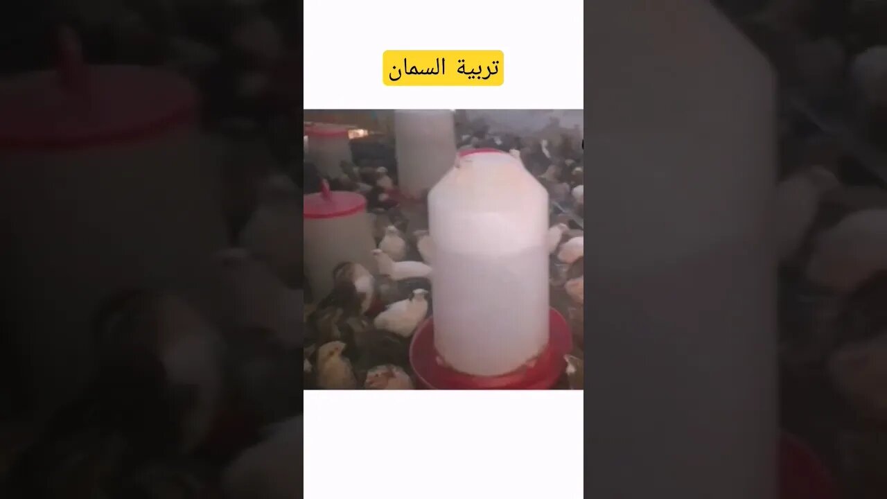 تربية طيور السمان البلدي كيوت روعة