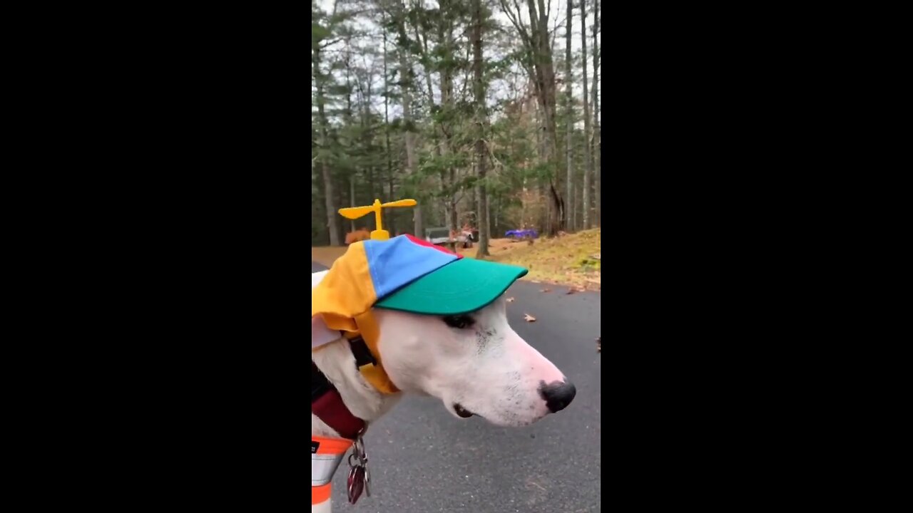 Try_not_to_laugh🤣_Funny_animals😹‖_#shorts__#funnyvideos
