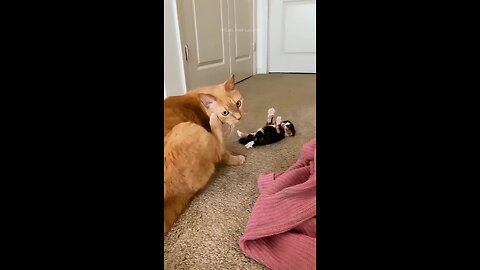 Funny cats episode 204 shorts (720p)