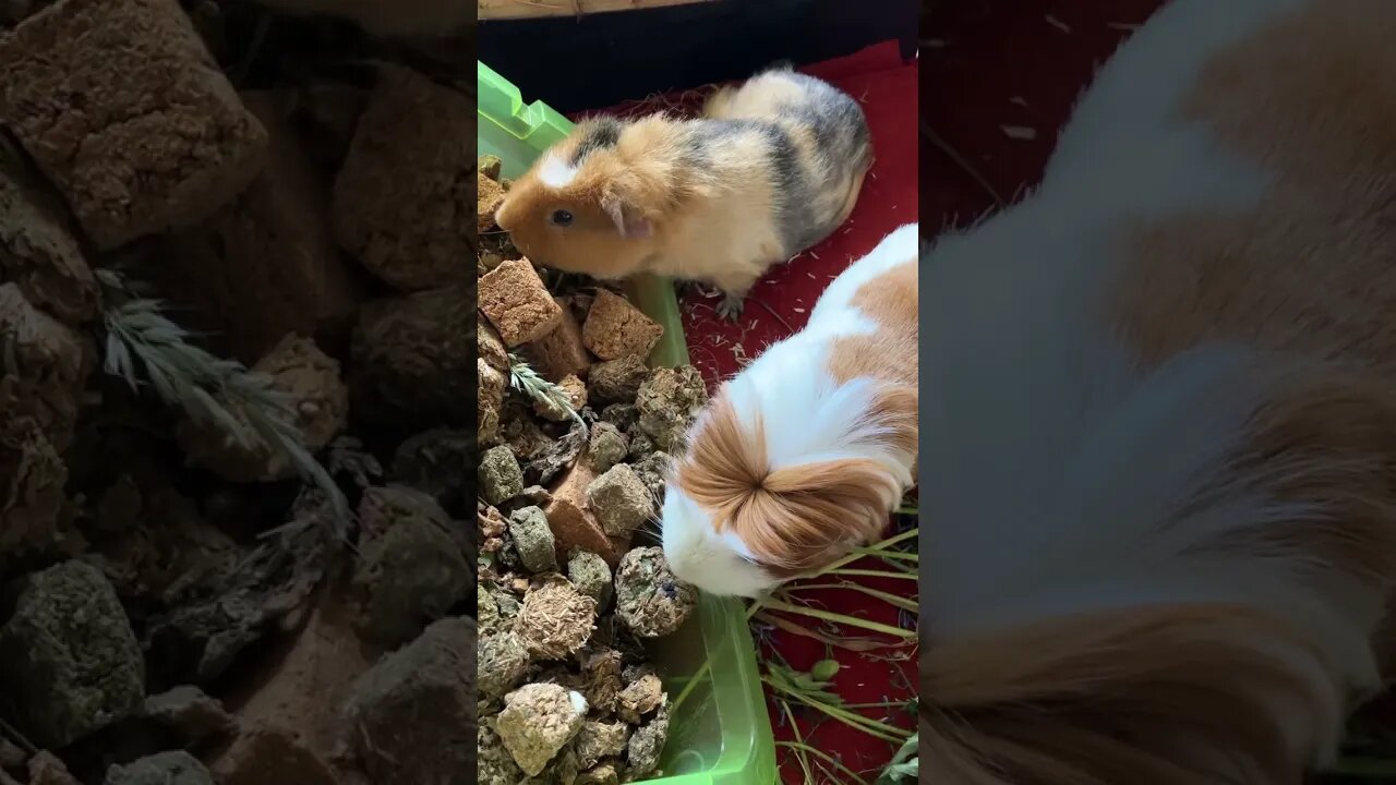 My Guinea pigs love treats