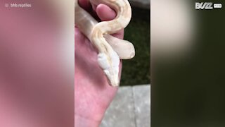 Boa 100% albino filmato in Michigan!