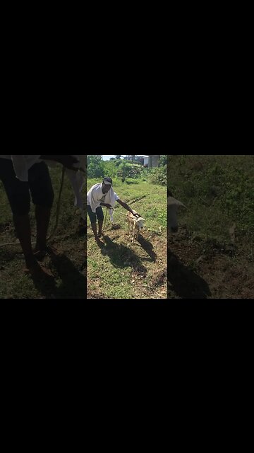 MAZERATI THE LAMB TROUBLES HIMSELF