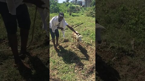 MAZERATI THE LAMB TROUBLES HIMSELF