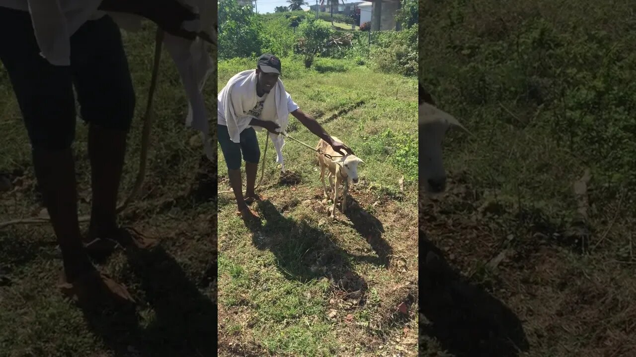 MAZERATI THE LAMB TROUBLES HIMSELF