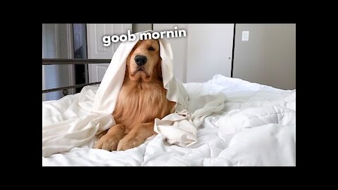 This is what a dog does every morning