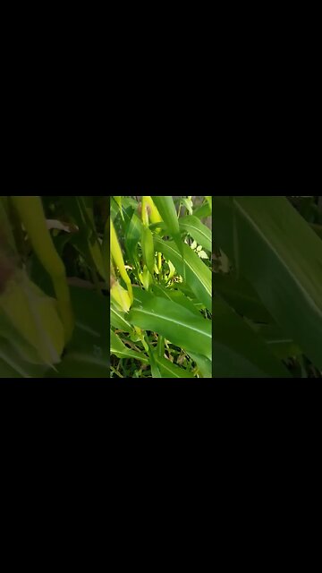 Some Sort Of Fungus Growing In My Garden And My Dog Killed My Corn Small Garden Update #diy #garden