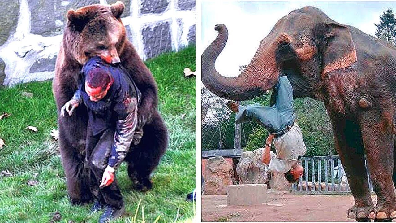 12 Times Animals Took Revenge On Humans