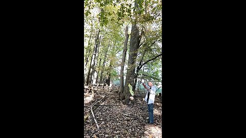 AEROKINESIS— PT. 1— Bringing wind flow within a secluded forest