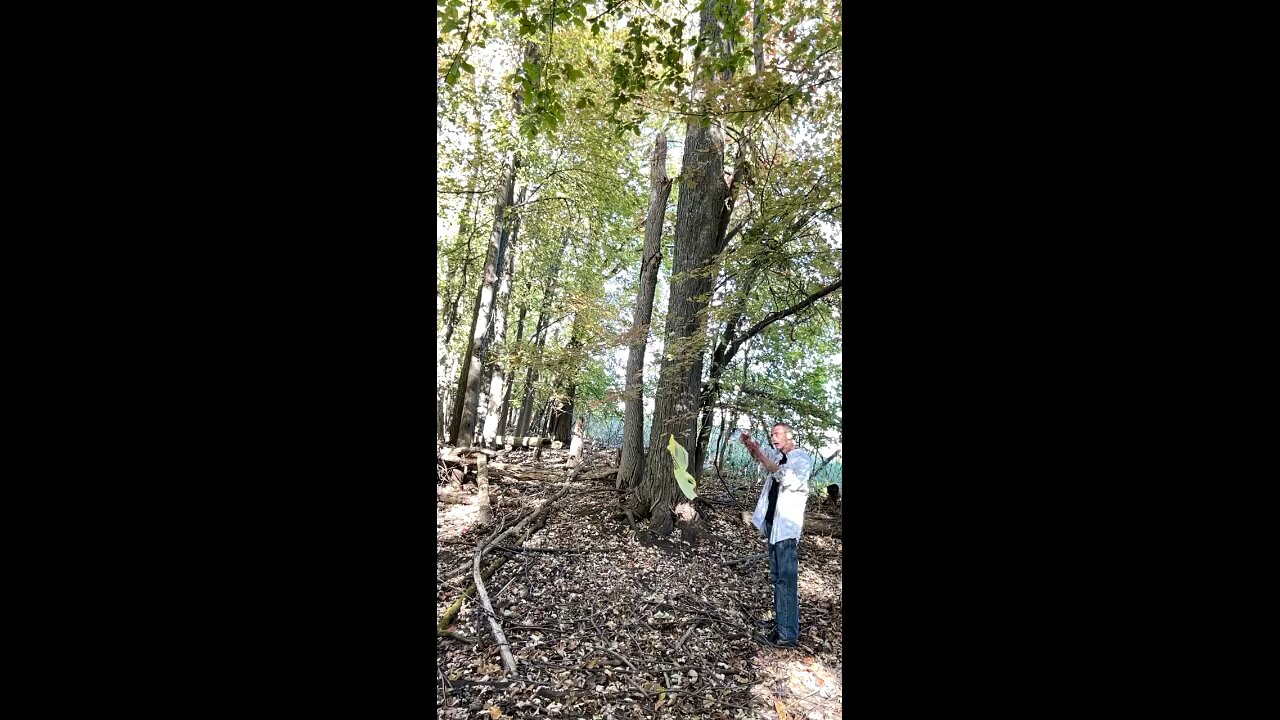 AEROKINESIS— PT. 1— Bringing wind flow within a secluded forest
