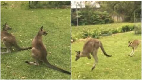 Canguru bebé visita quintal com a sua família