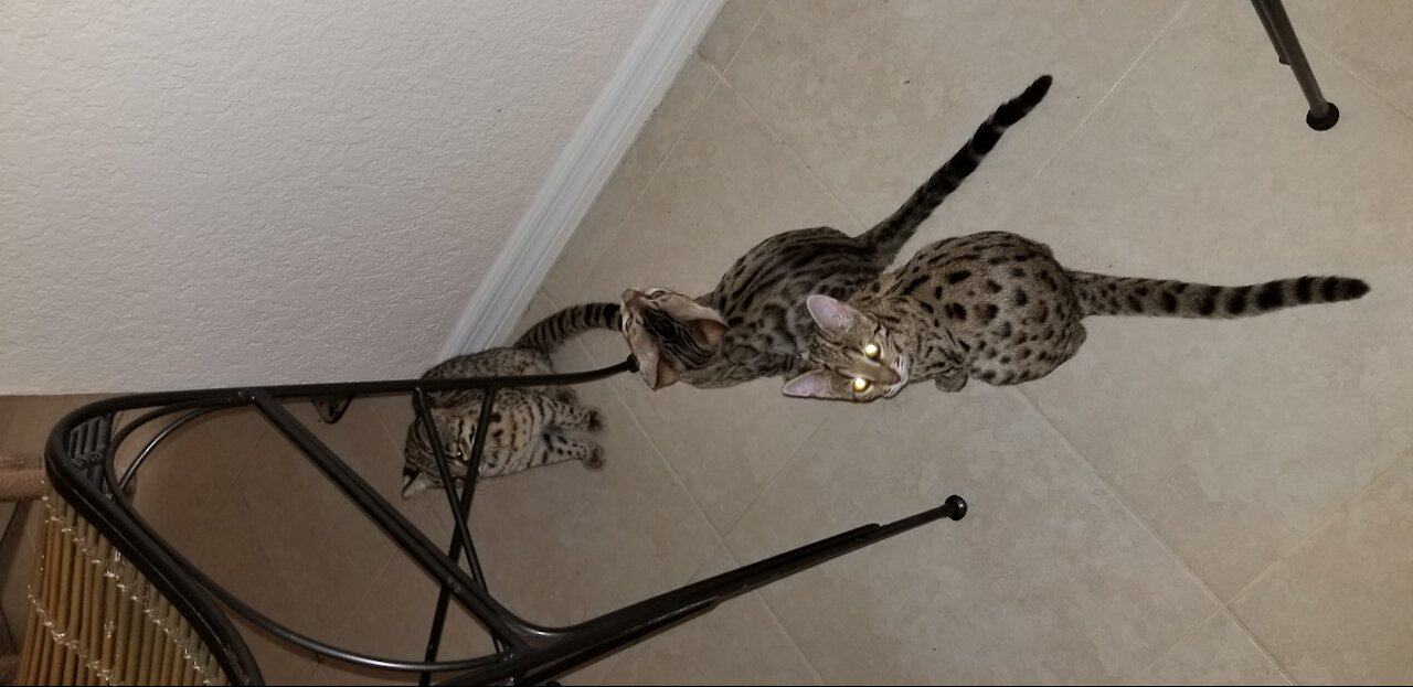 Processing raw chicken for cat food