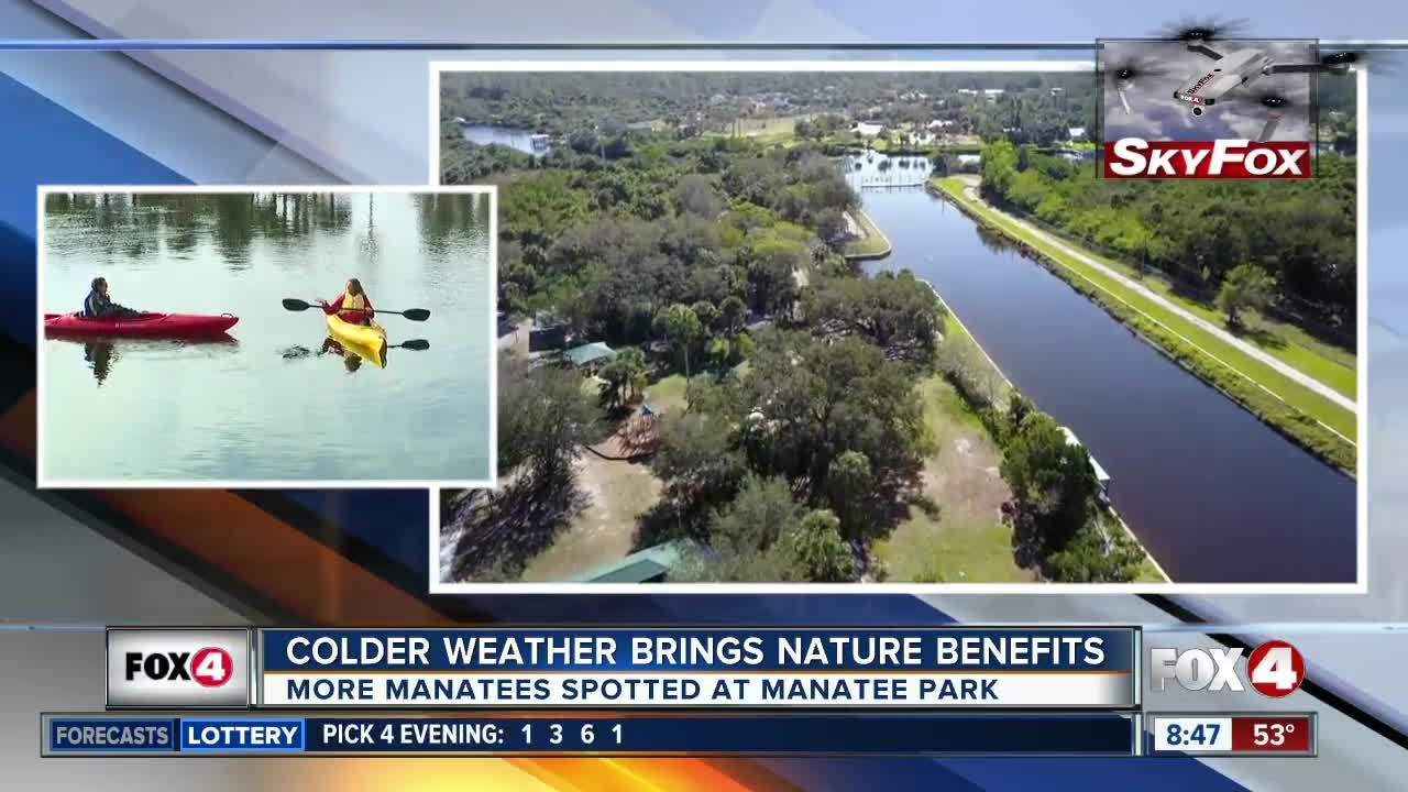 Florida Manatees spotted at Manatee Park during colder weather