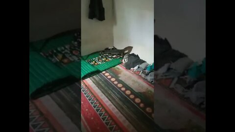 BIAWAK MASUK KAMAR #biawaksumatra #biawak #PYHliarkediri