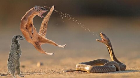 Mouse Vs Snake Battle