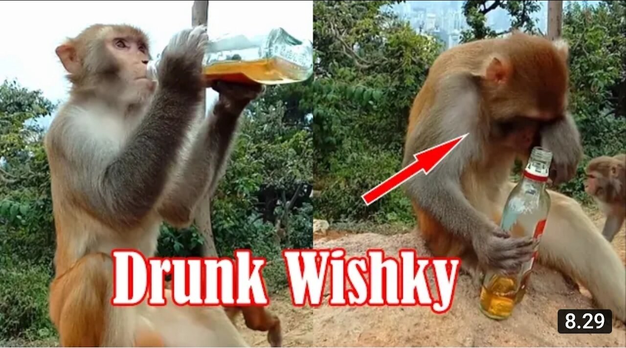 Monkey Drunk Wisky Because He Broken Heart