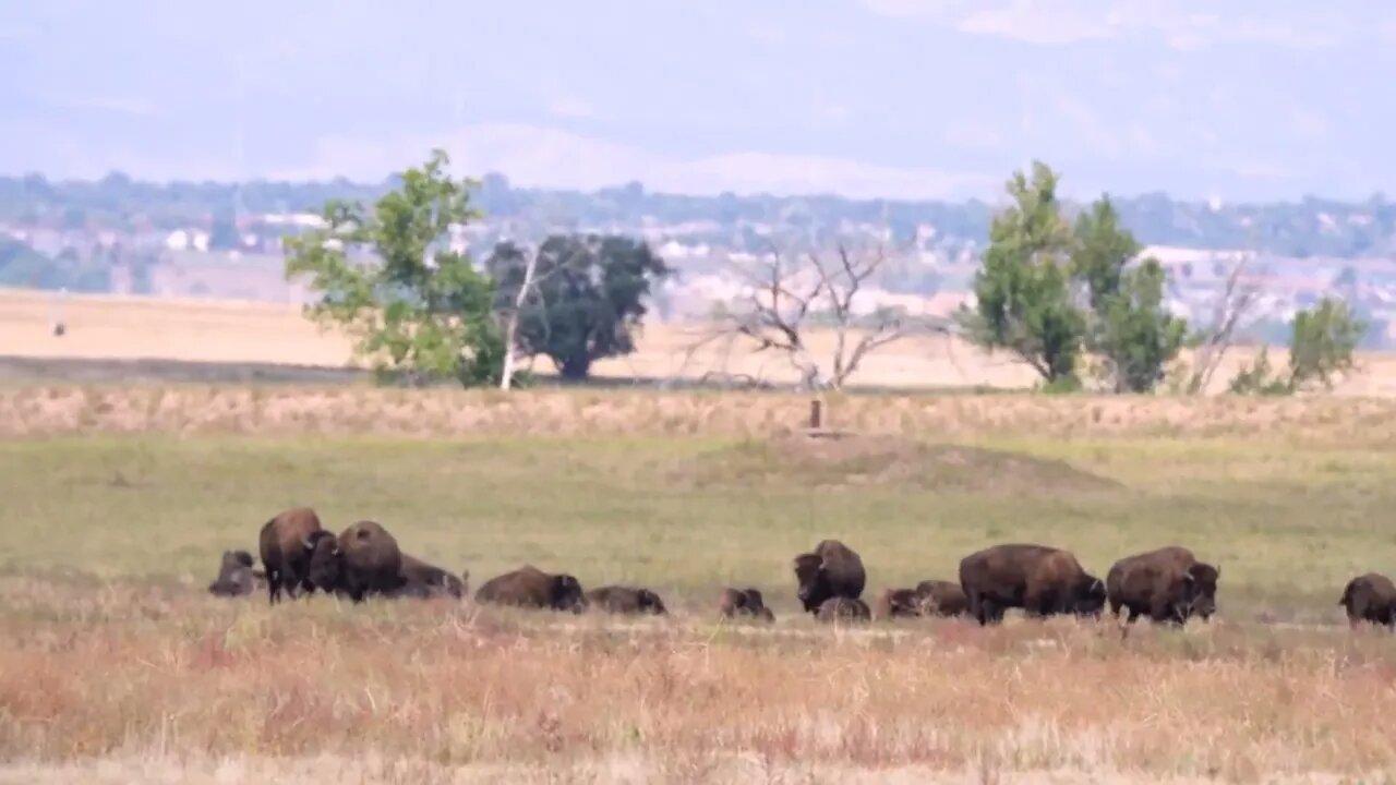 Bison Herd Grazing at Rocky Mountain Arsenal NWR in Colorado - September 2022