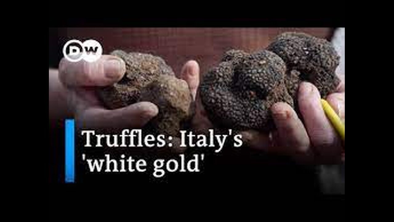 The big truffle business: Nothing without a good sniffer dog | Focus on Europe