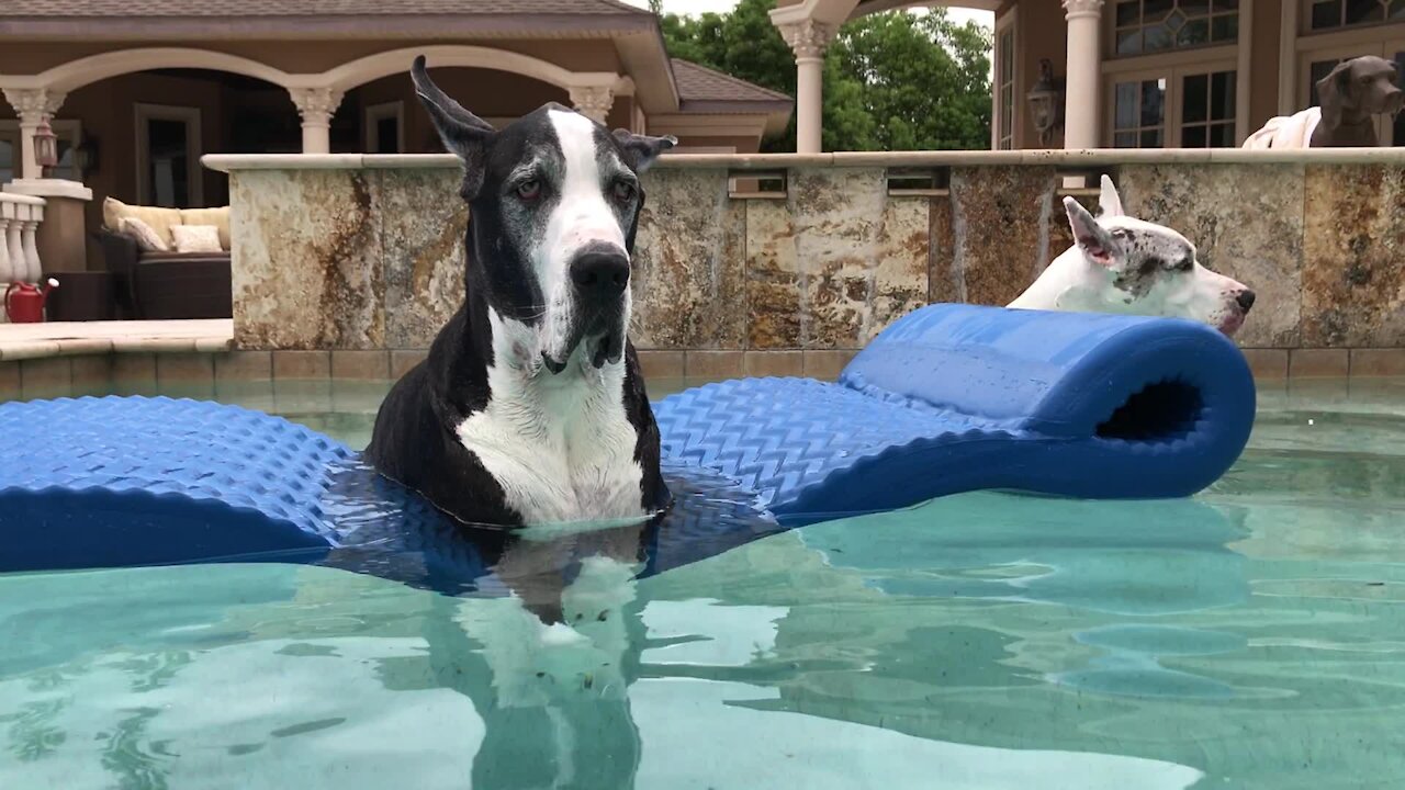 Great Danes chill out on floatie before Florida storm