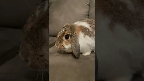 Butterball